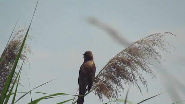 Carricero Tordal - ML644795638