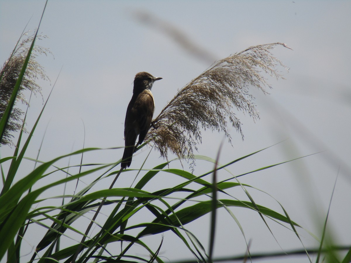 Carricero Tordal - ML644795644