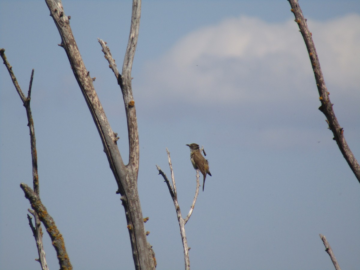 Carricero Tordal - ML644795645