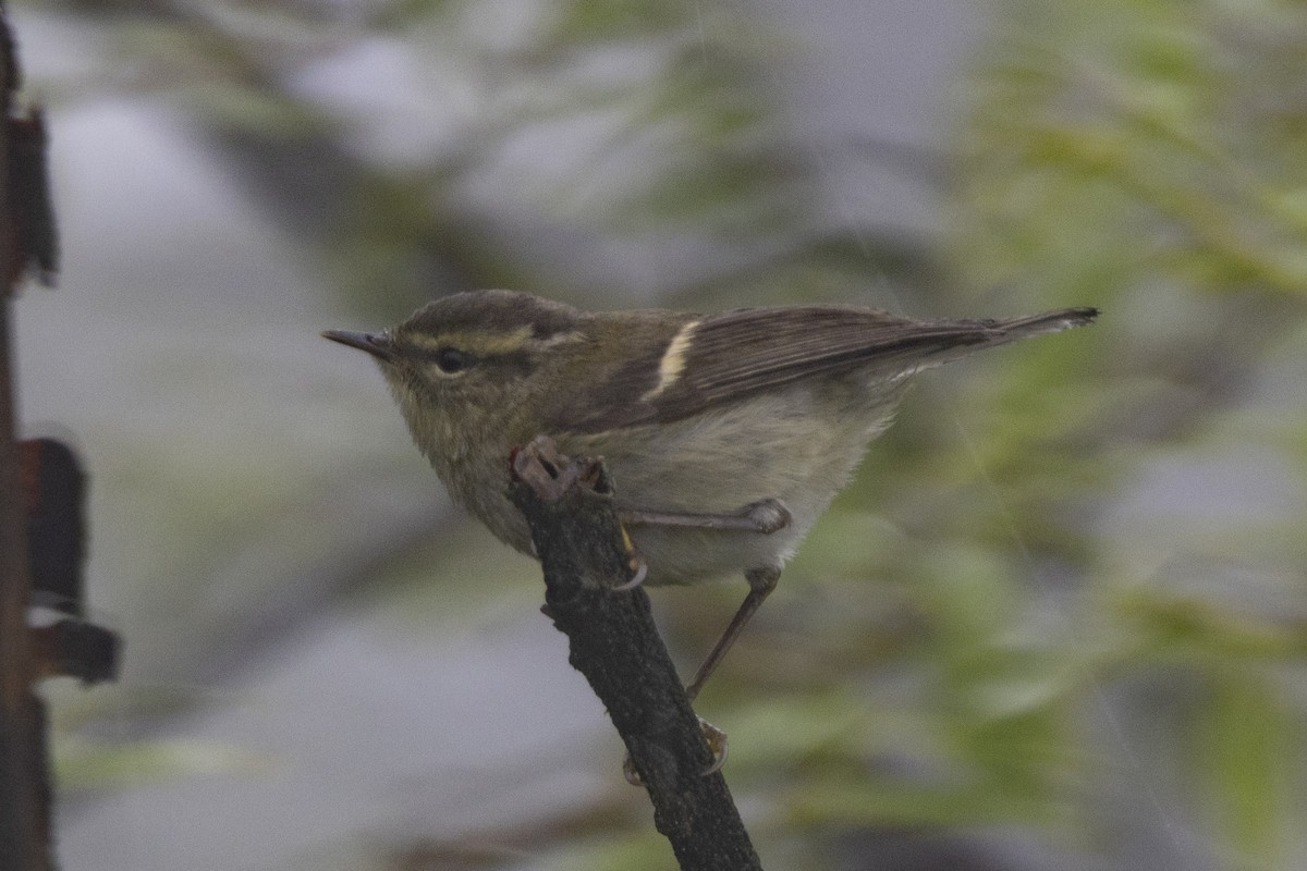 Buff-barred Warbler - ML644795648