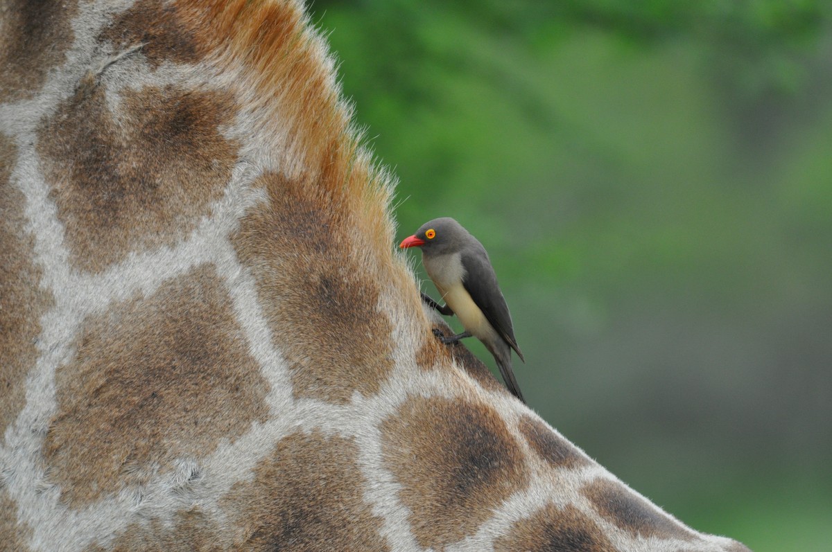 rødnebboksehakker - ML644795652