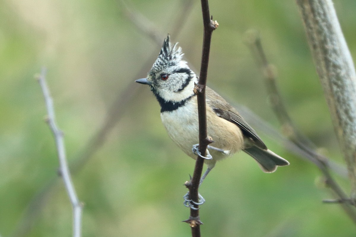 Herrerillo Capuchino - ML644795654