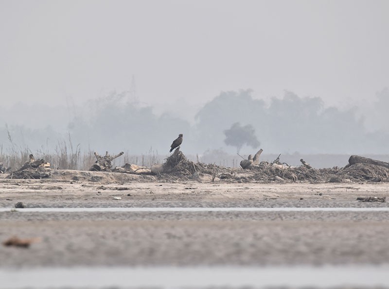 orlík krátkoprstý - ML644795655