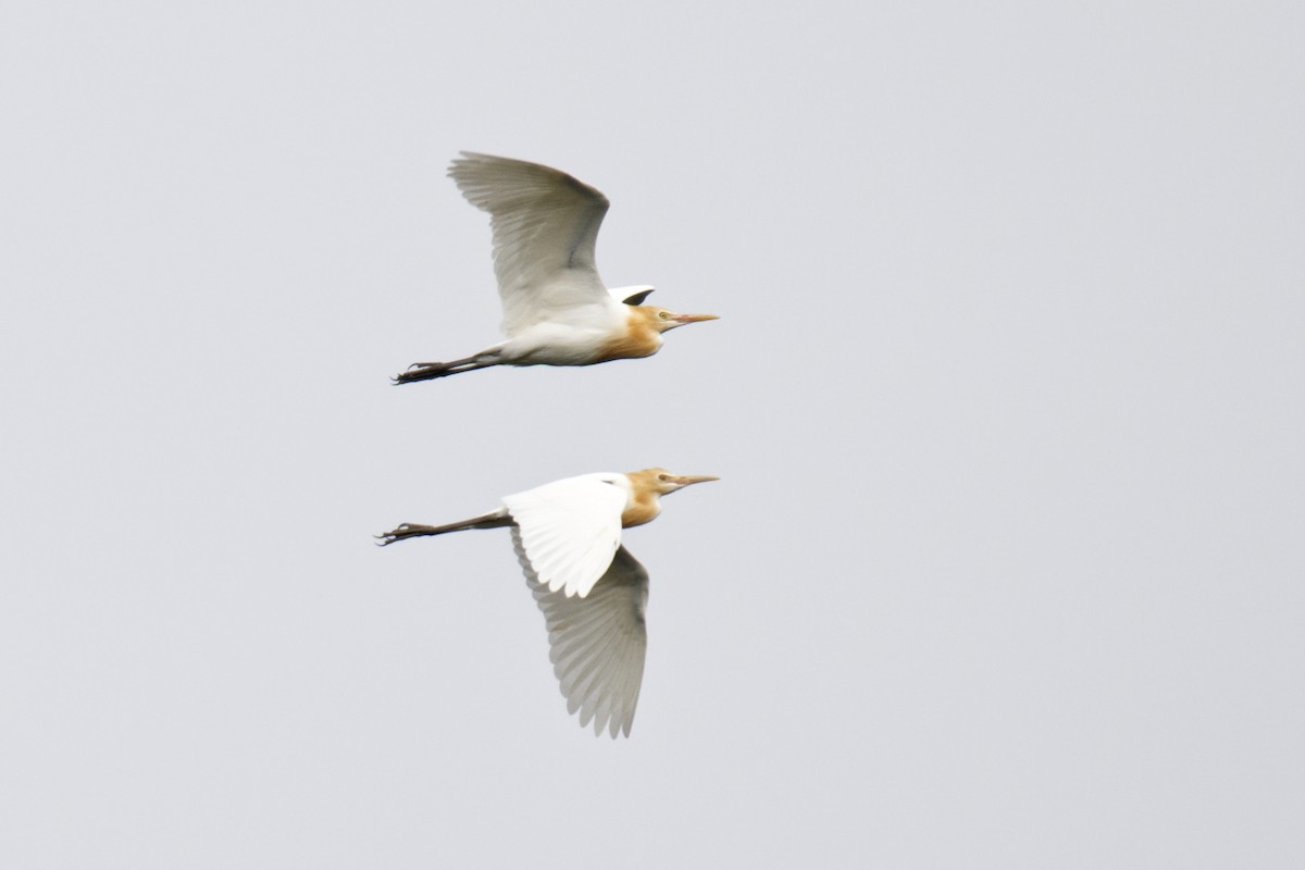אנפית בקר מזרחית - ML644795657