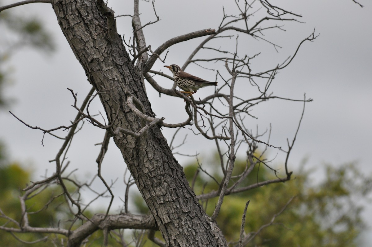 Groundscraper Thrush - ML644795661