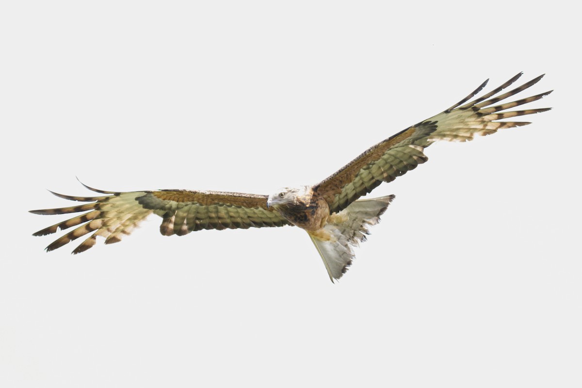 Square-tailed Kite - ML644795671
