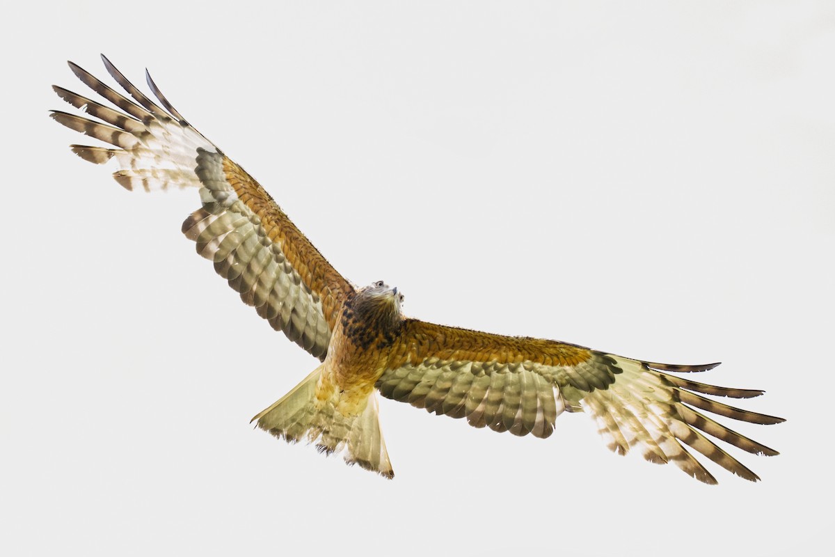 Square-tailed Kite - ML644795672