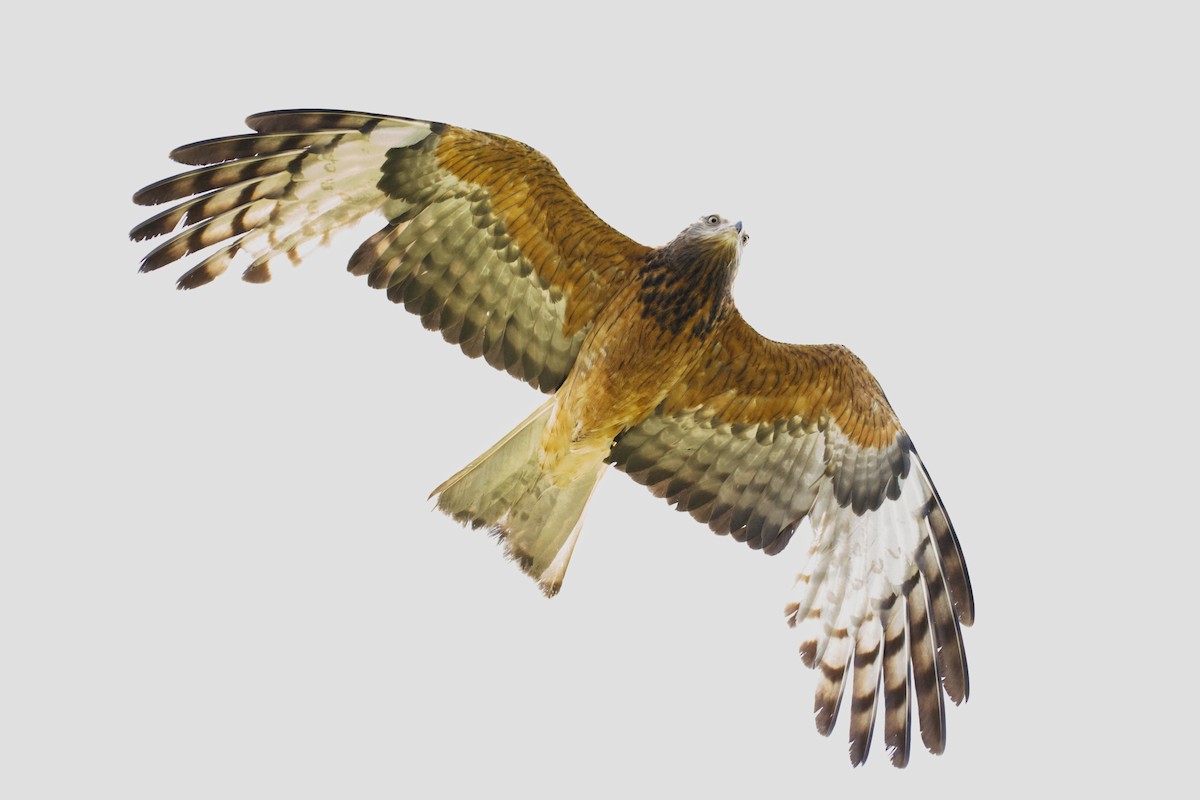 Square-tailed Kite - ML644795673