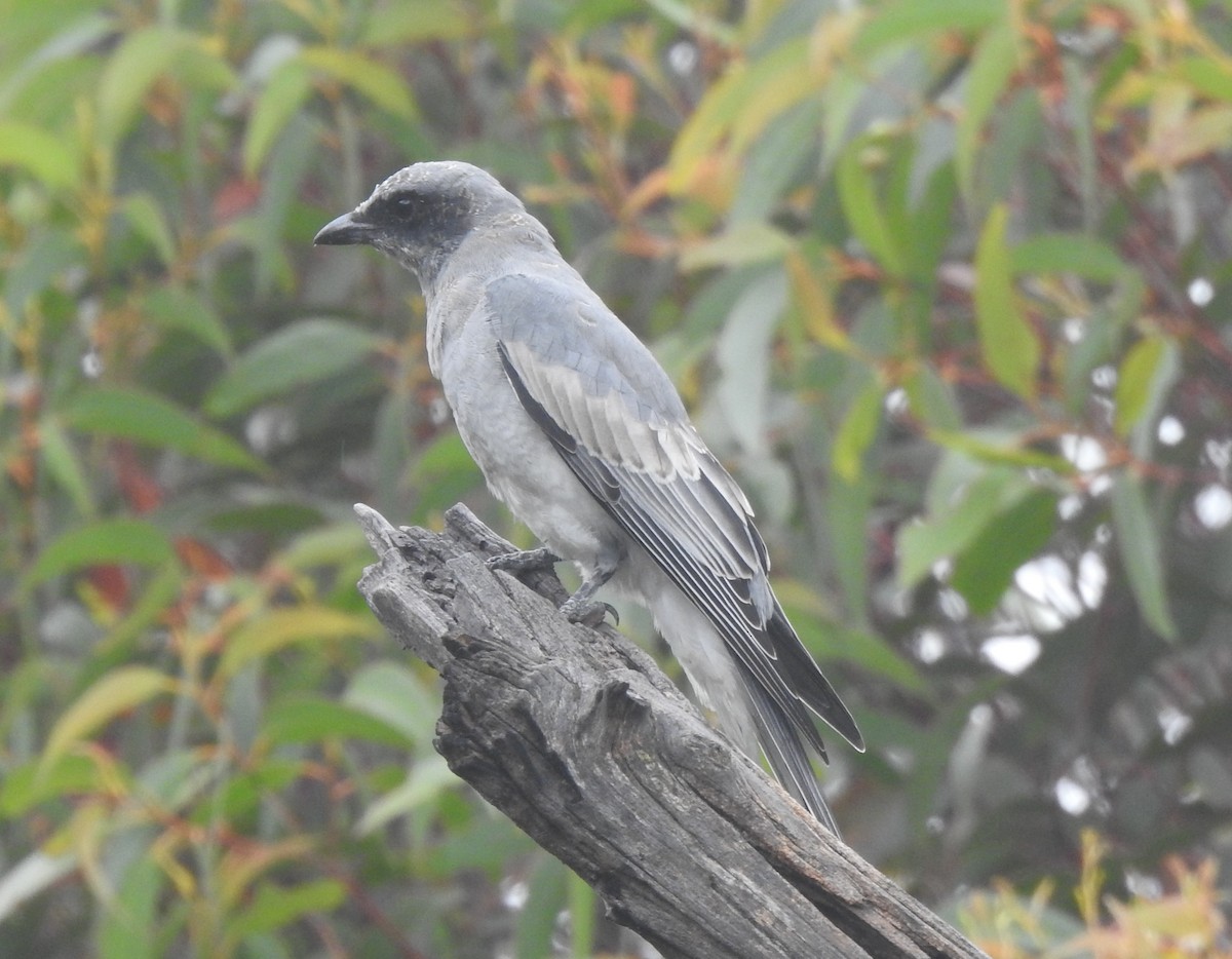 Black-faced Cuckooshrike - ML644795683
