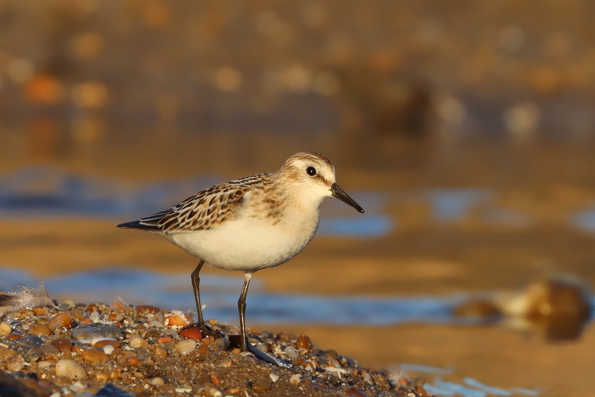 Little Stint - ML644795684