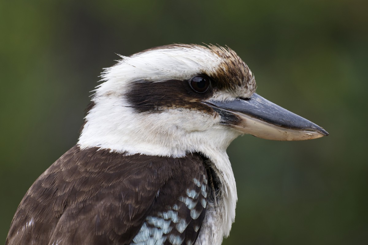 Laughing Kookaburra - ML644795686