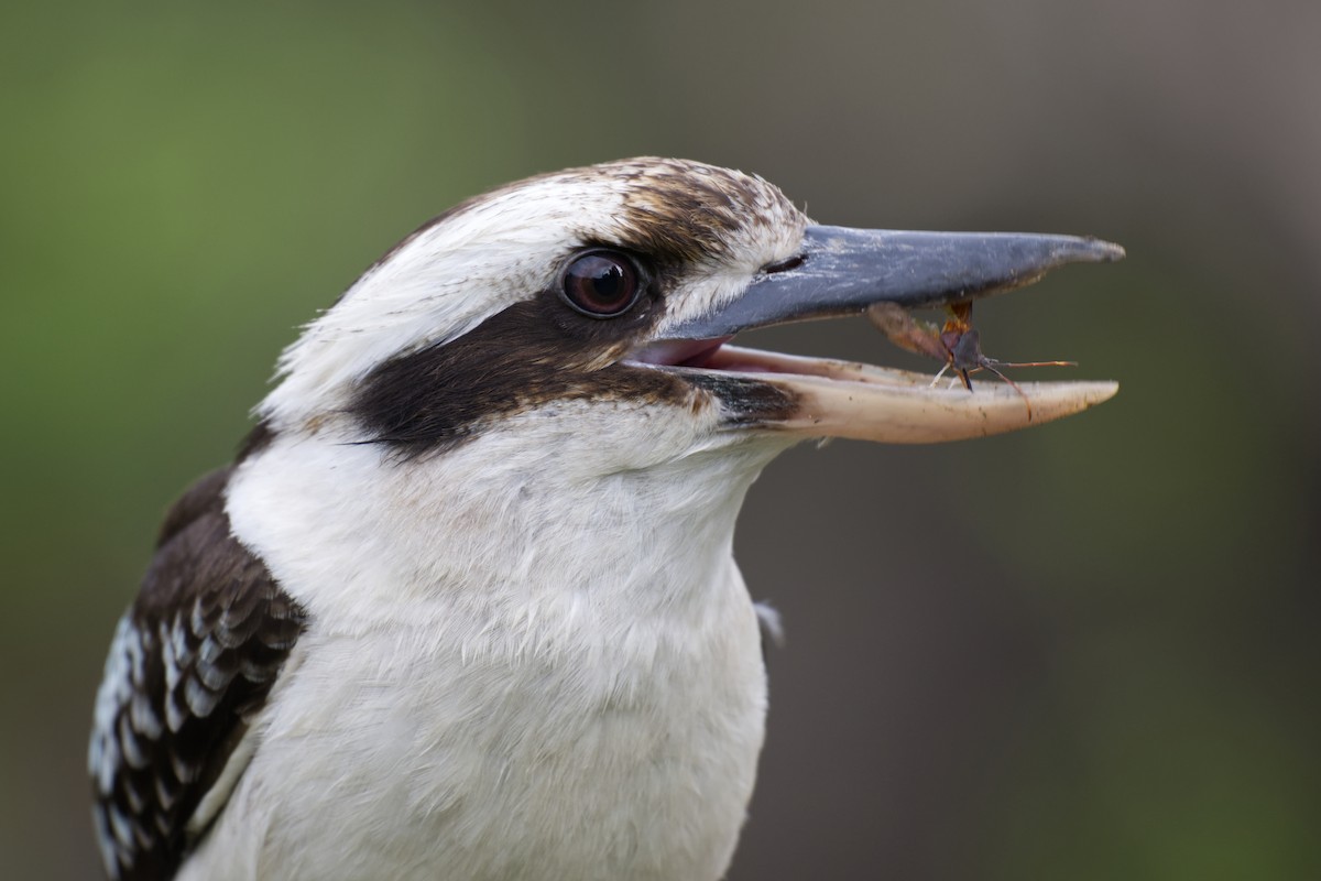 Laughing Kookaburra - ML644795687