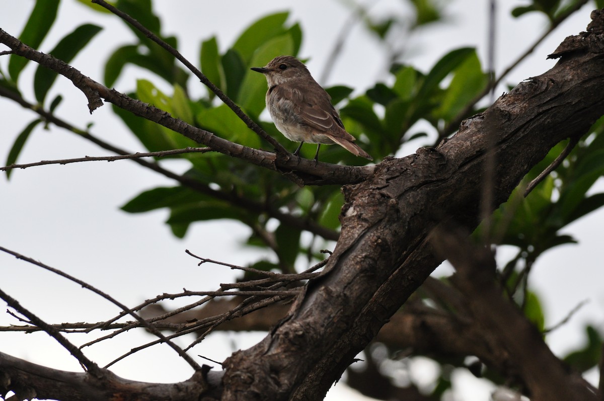 Spotted Flycatcher - ML644795688