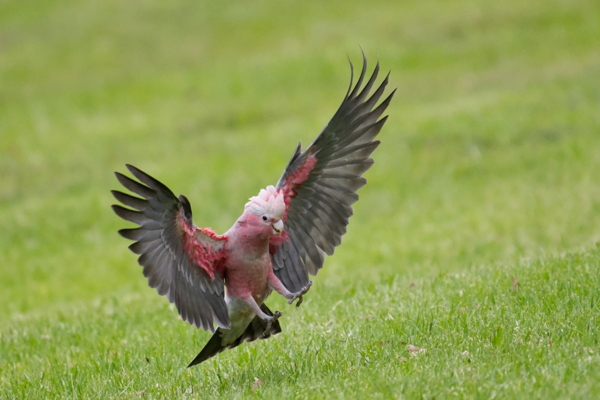 גלאה - ML644795693