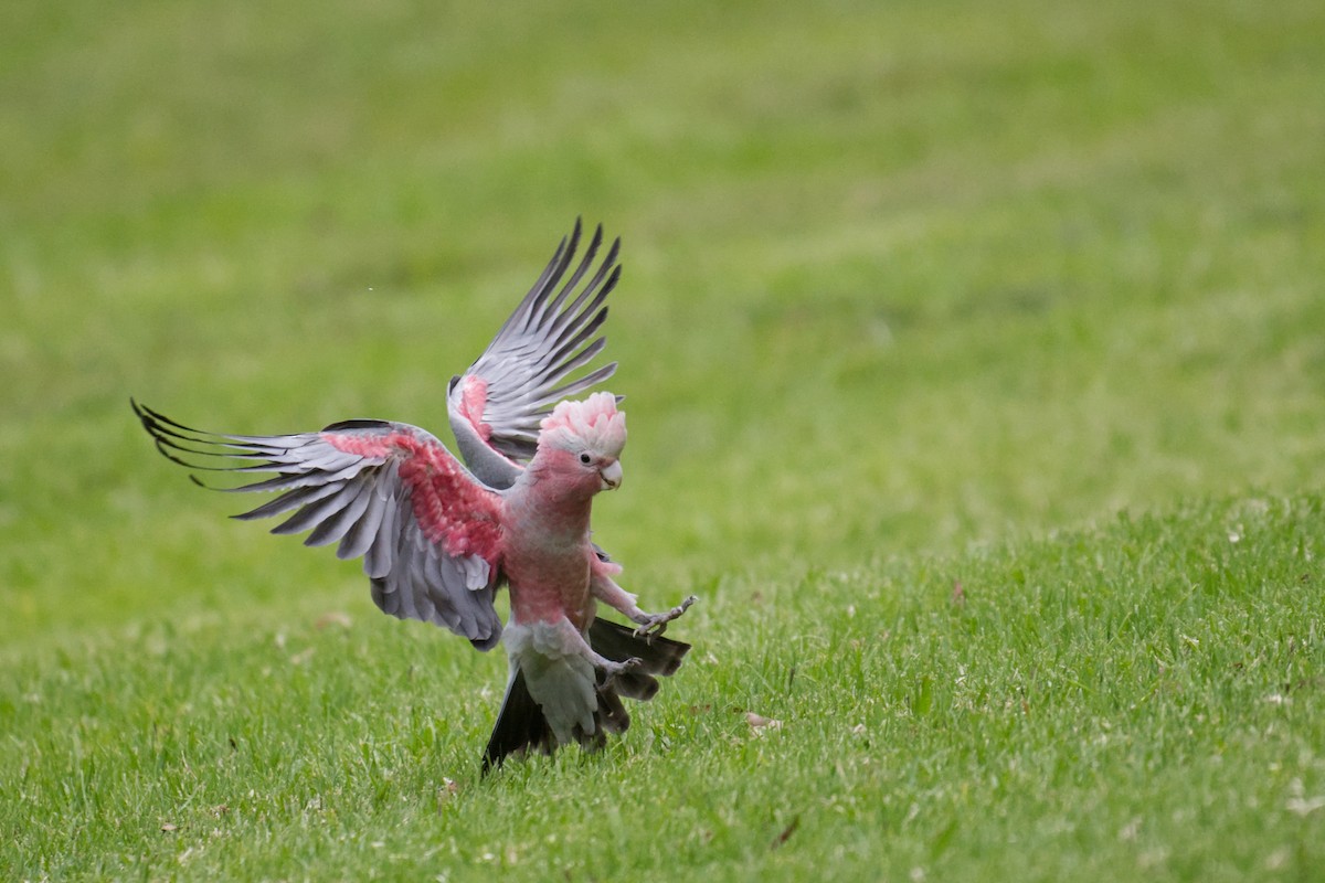 גלאה - ML644795694