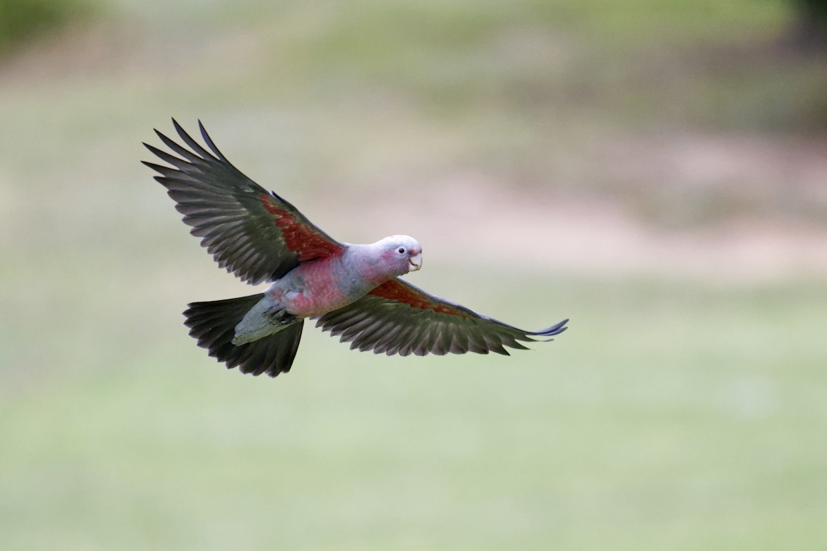 גלאה - ML644795695