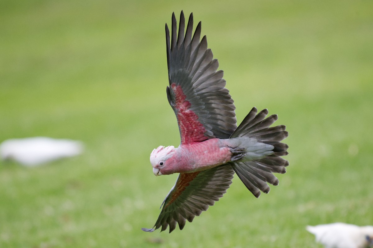 גלאה - ML644795696