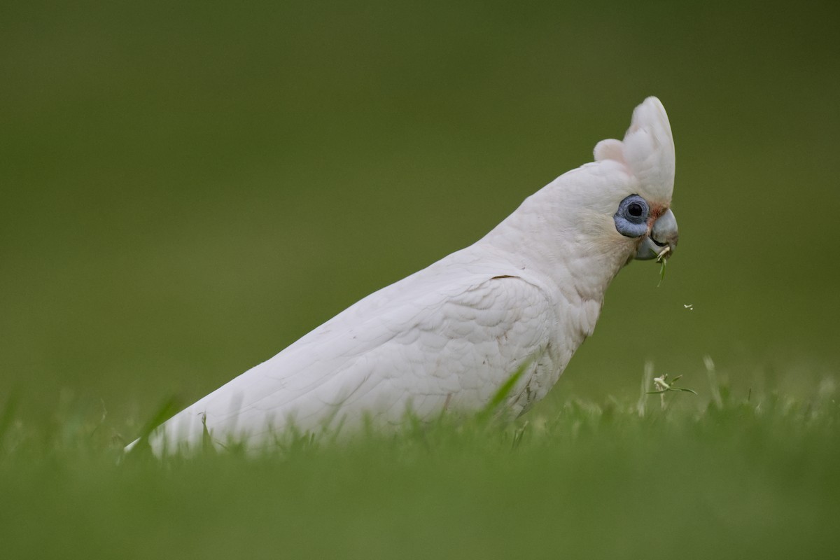 Little Corella - ML644795704