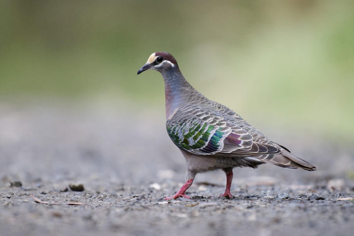 Common Bronzewing - ML644795738