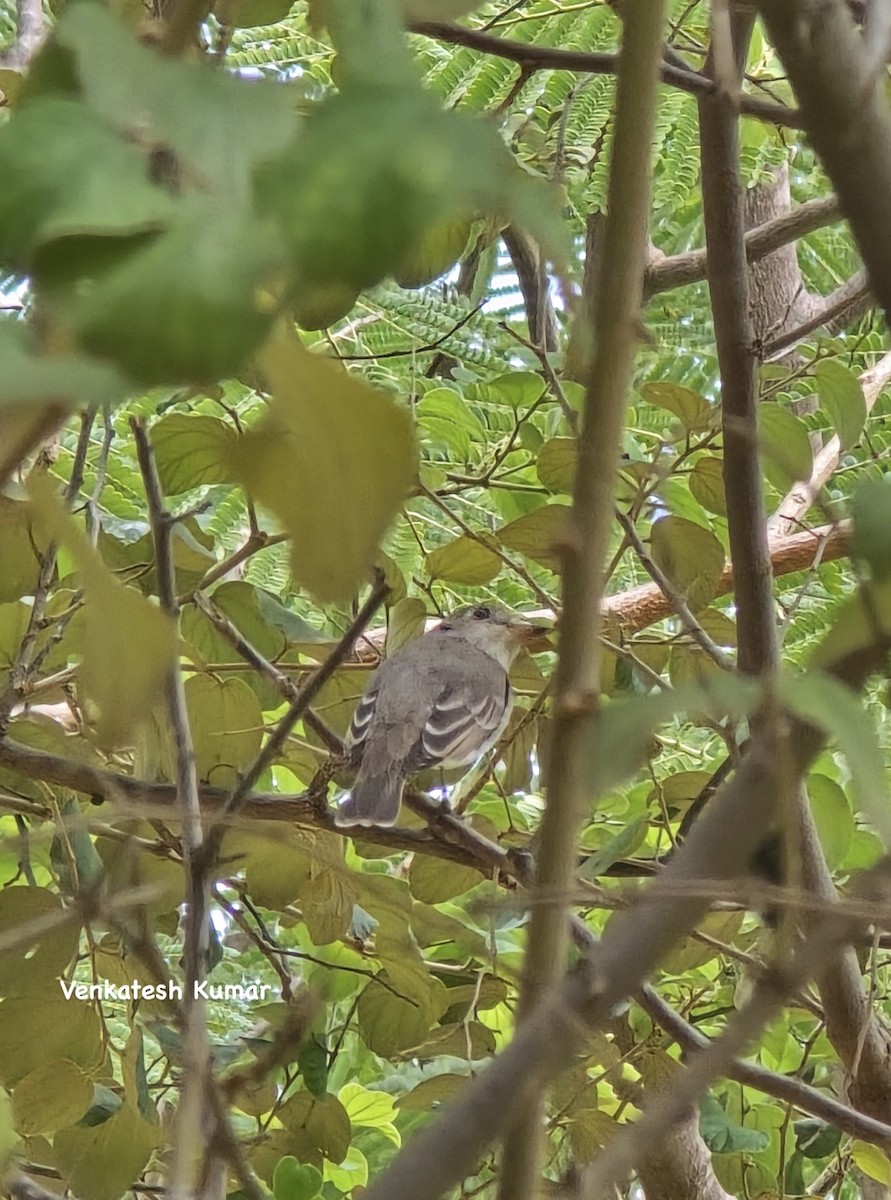 Asian Brown Flycatcher - ML644795740