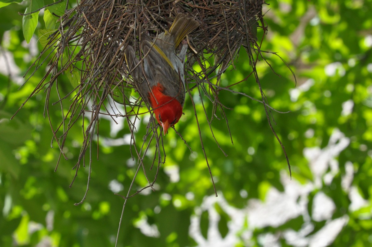 Anaplecte écarlate - ML644795742