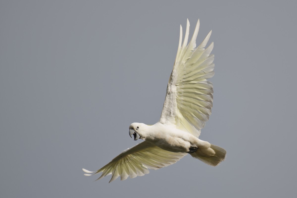 Sulphur-crested Cockatoo - ML644795752