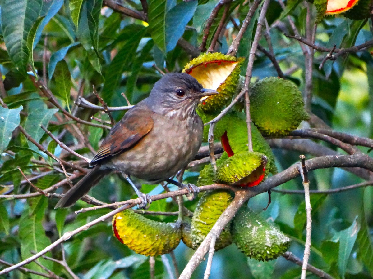 Pale-breasted Thrush - ML644795763