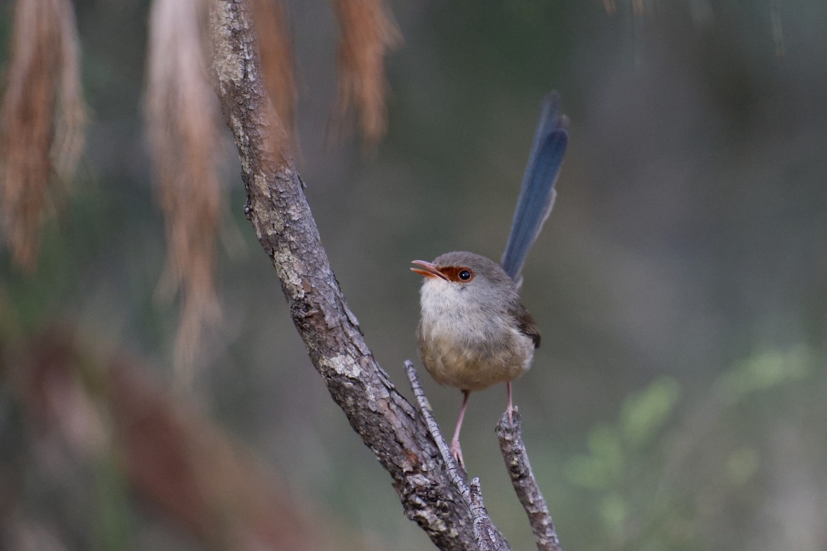 Variegated Fairywren - ML644795764