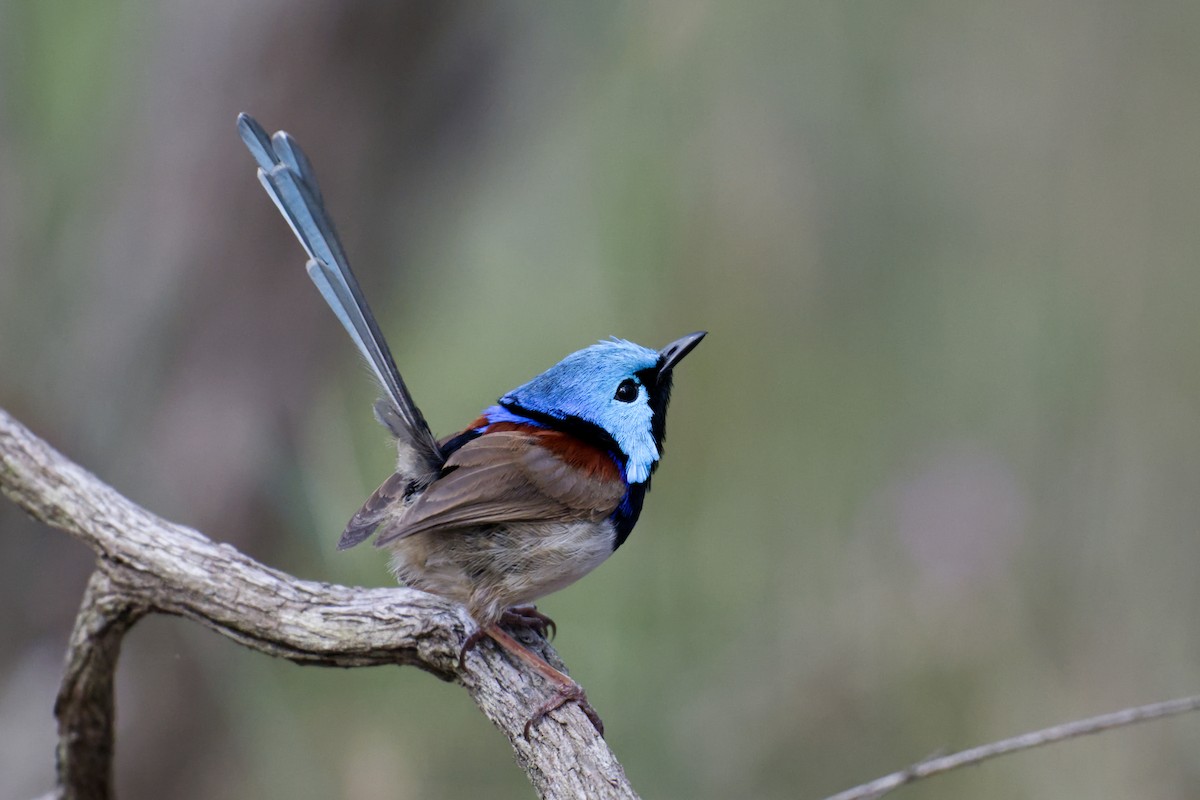 Variegated Fairywren - ML644795765