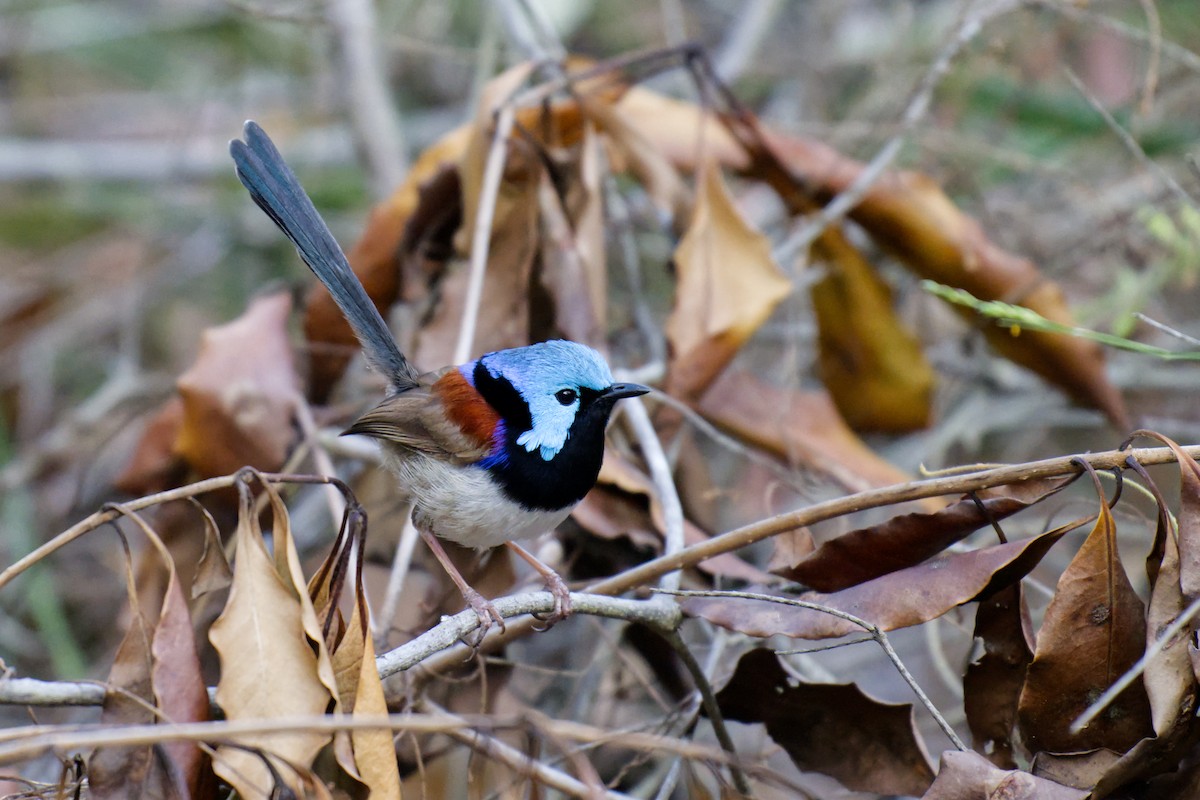 Variegated Fairywren - ML644795766
