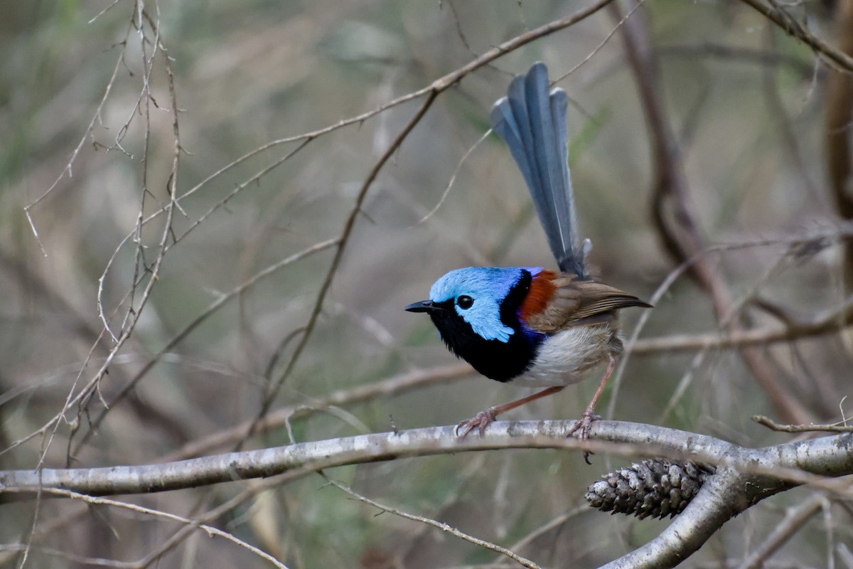 Variegated Fairywren - ML644795767