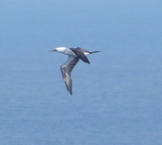 Northern Gannet - ML644795778