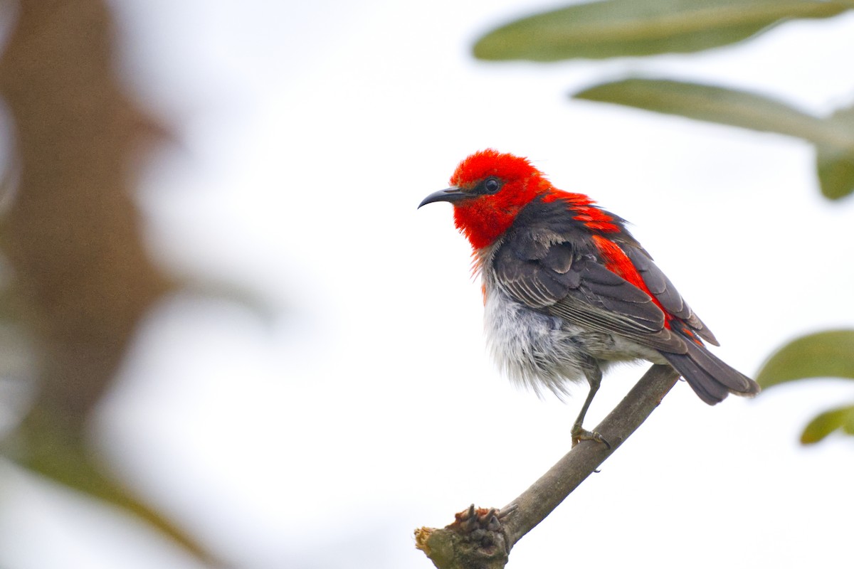 Scarlet Myzomela - ML644795783