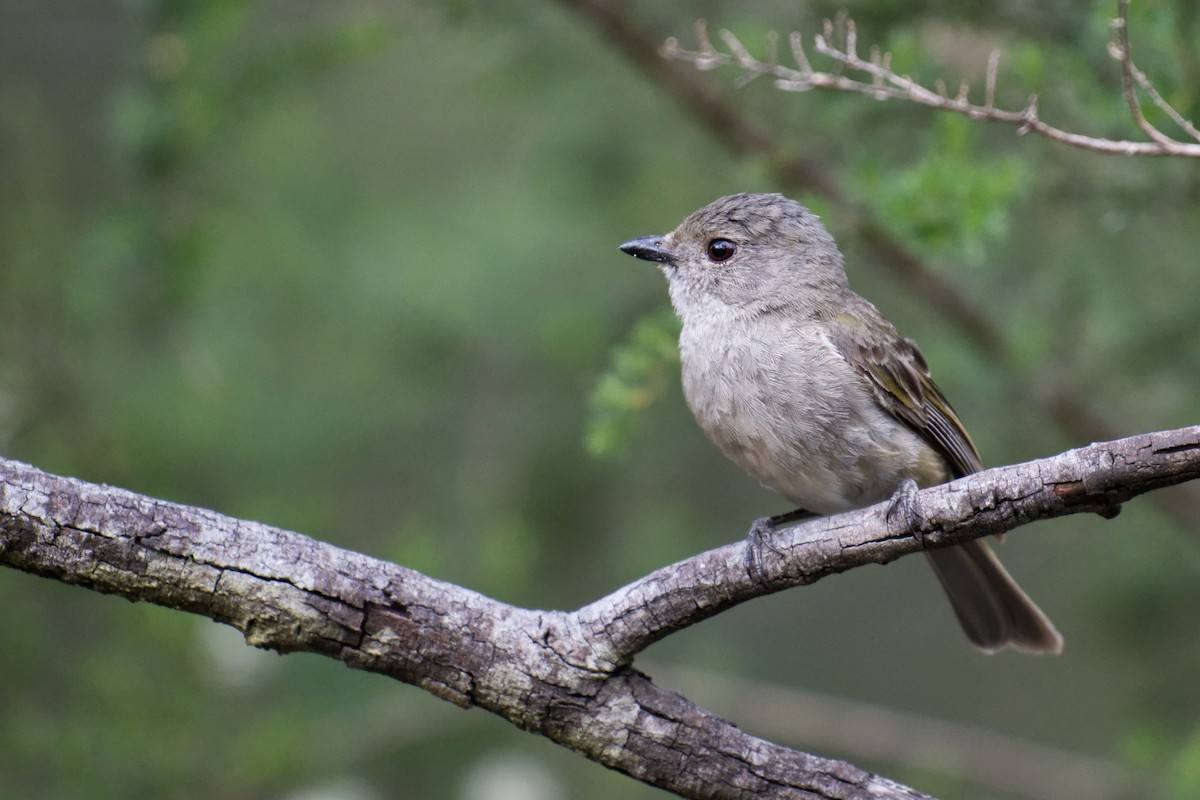 Golden Whistler - ML644795793