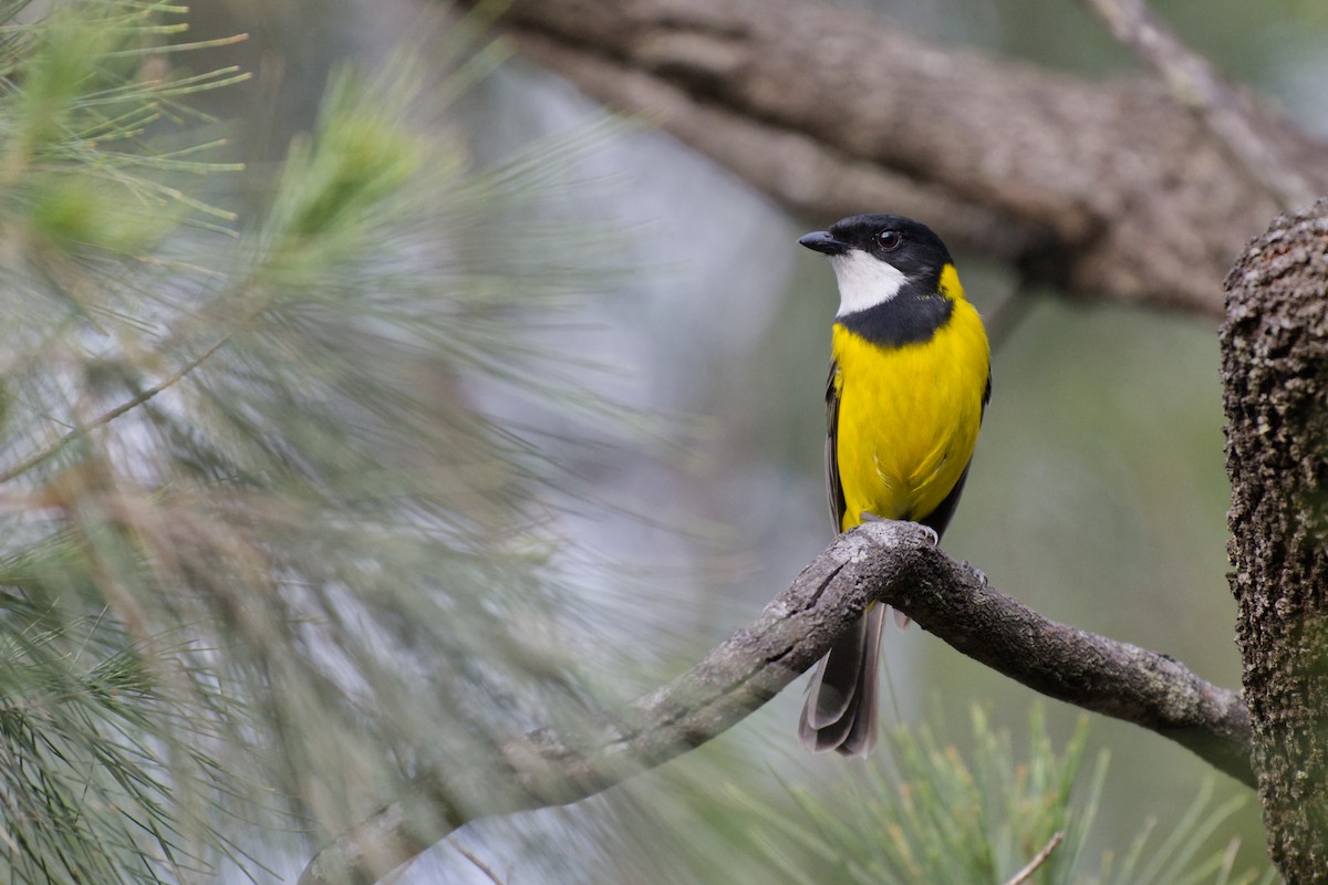 Golden Whistler - ML644795794