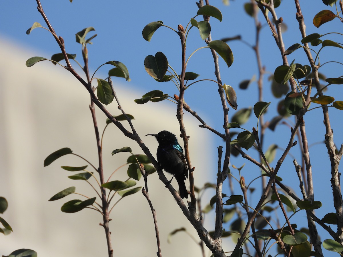 キタキフサタイヨウチョウ - ML644795795