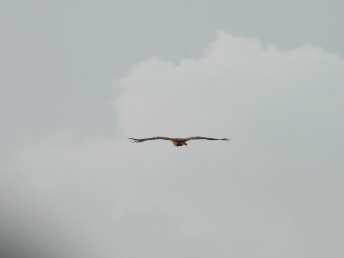 ミサゴノスリ - ML644795800