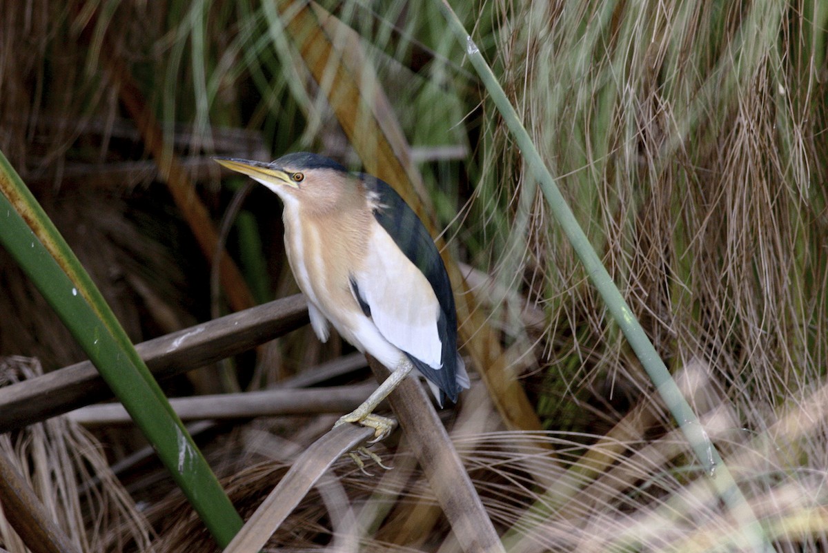 ヒメヨシゴイ - ML644795801