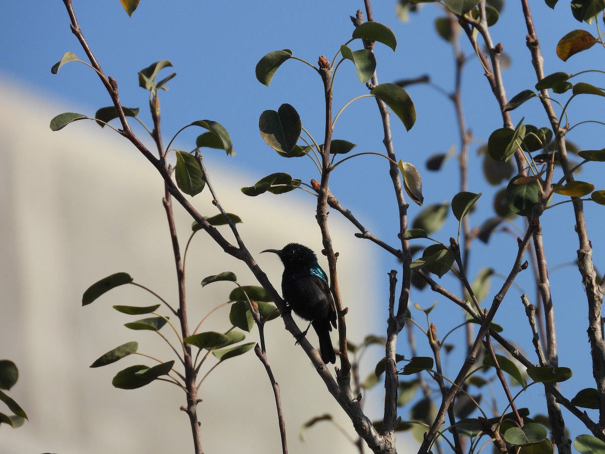 キタキフサタイヨウチョウ - ML644795802