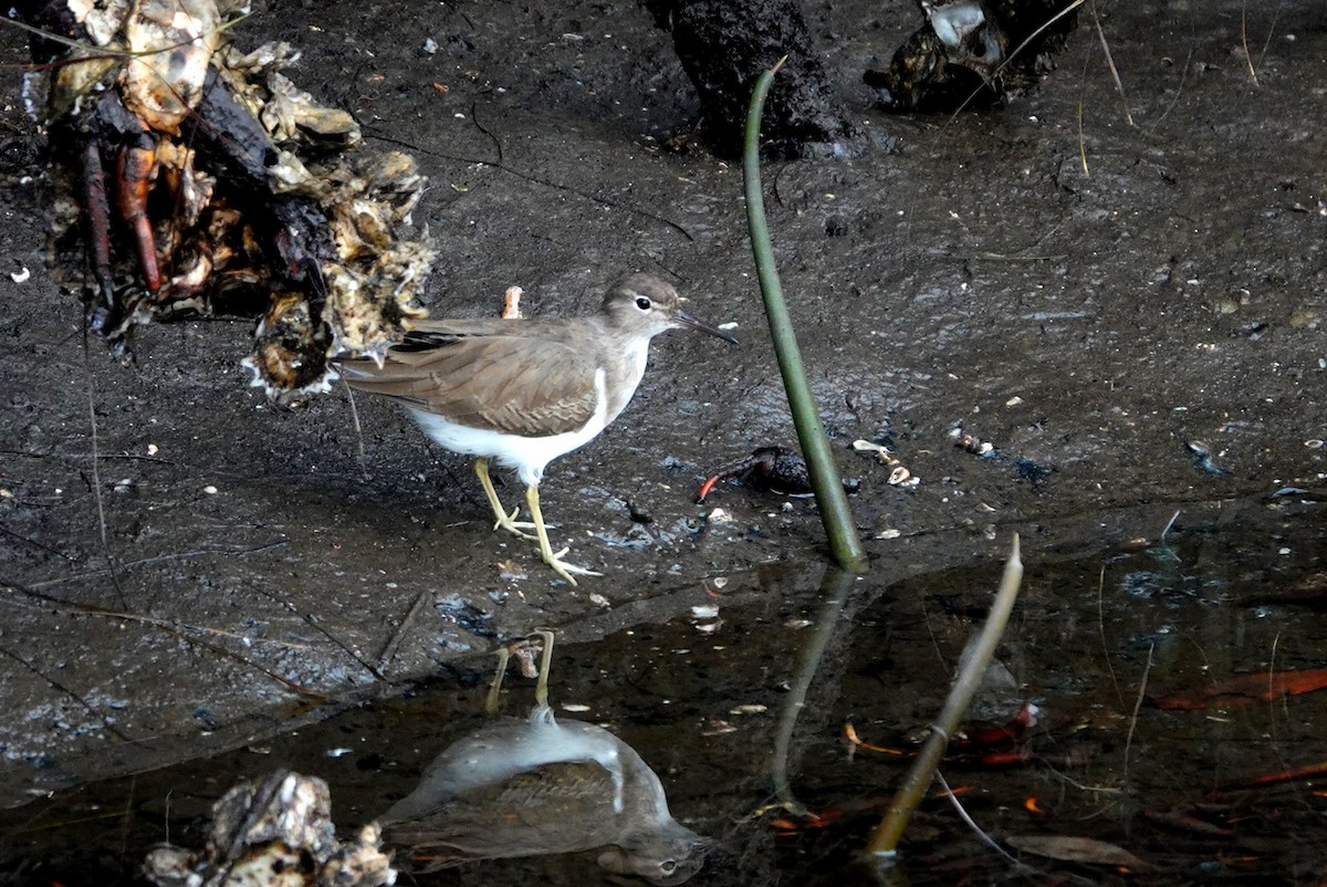 アメリカイソシギ - ML644795803