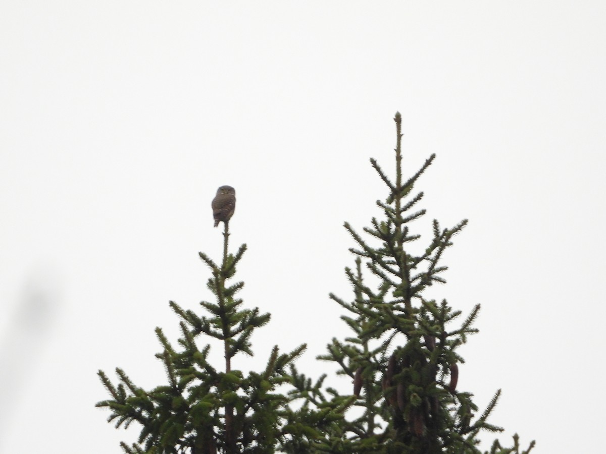 スズメフクロウ - ML644795804