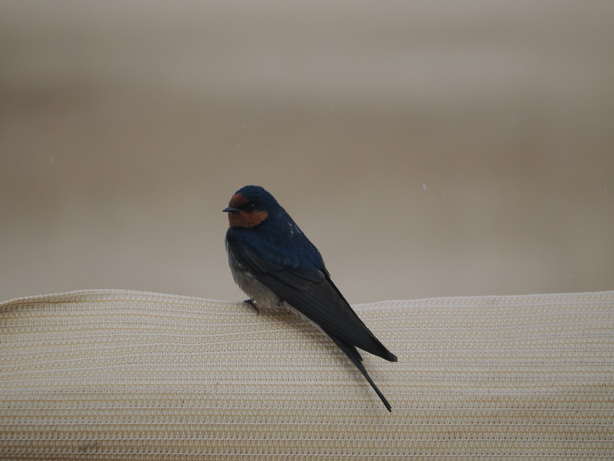 オーストラリアツバメ - ML644795805