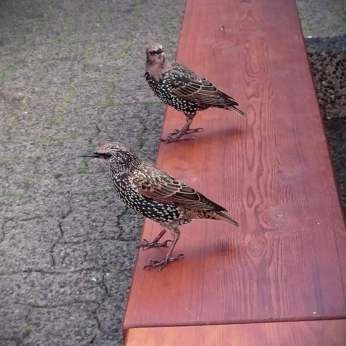 ホシムクドリ - ML644795806