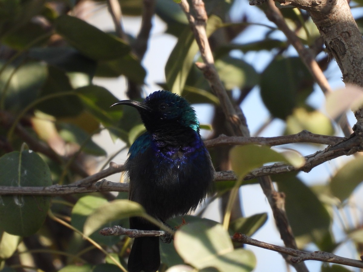 キタキフサタイヨウチョウ - ML644795808