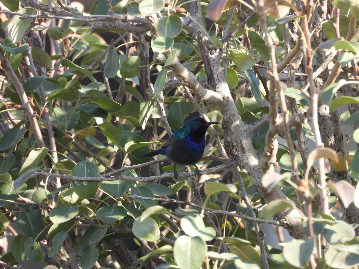 キタキフサタイヨウチョウ - ML644795809