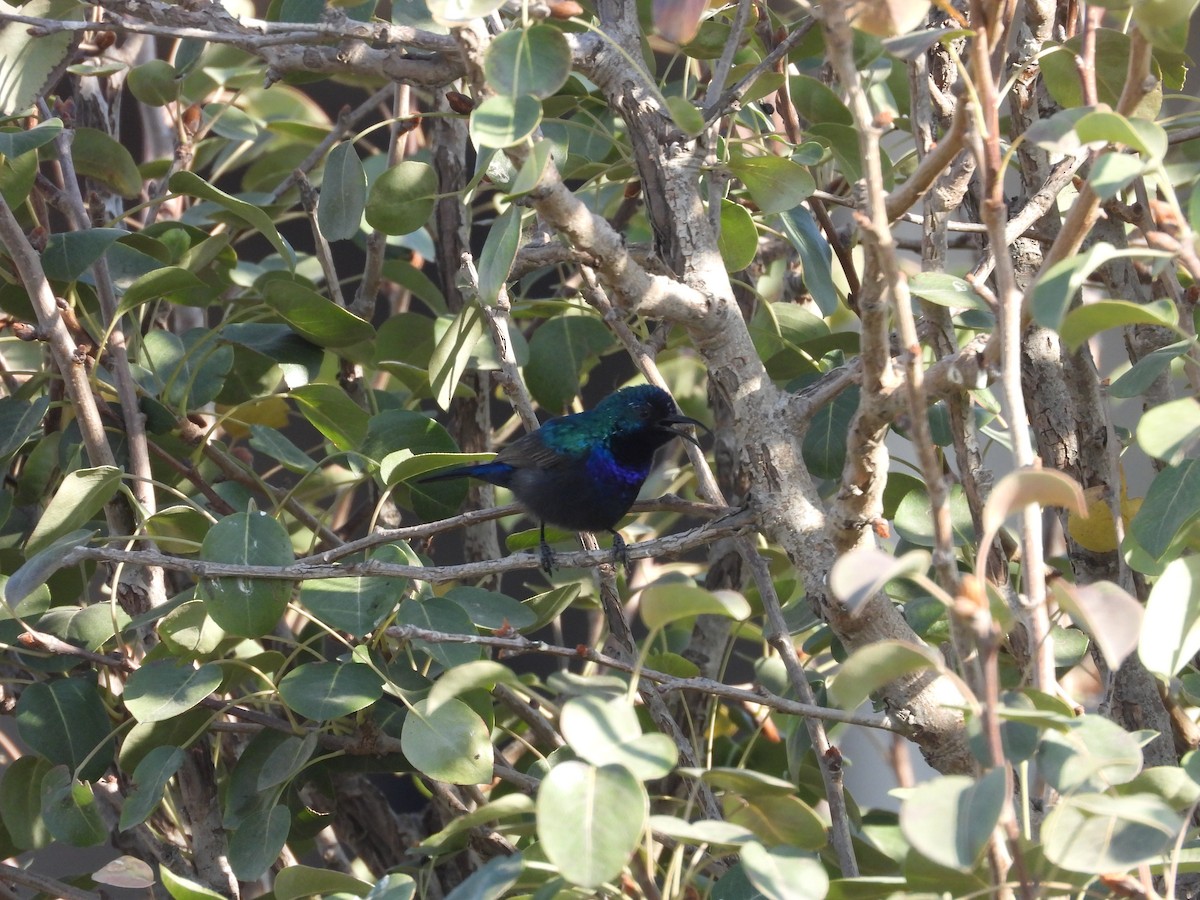 キタキフサタイヨウチョウ - ML644795810