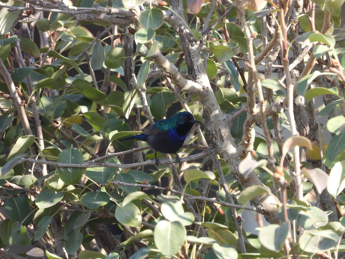 キタキフサタイヨウチョウ - ML644795811