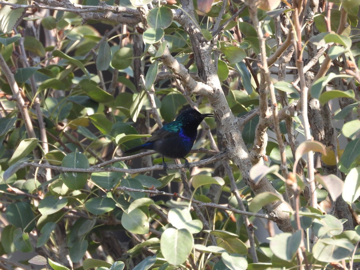 キタキフサタイヨウチョウ - ML644795812