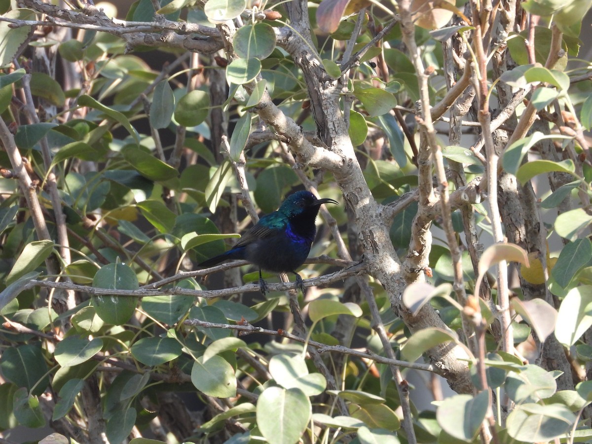 キタキフサタイヨウチョウ - ML644795813