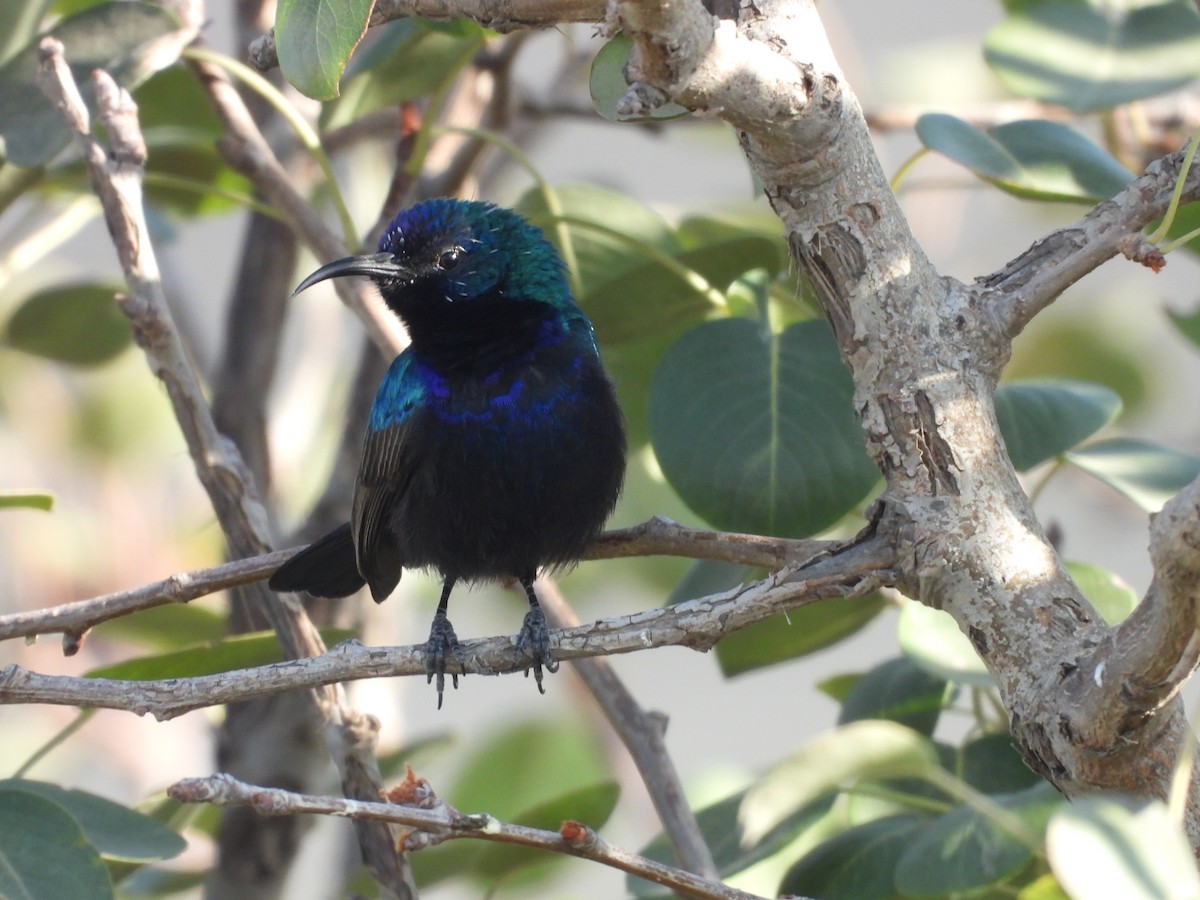 キタキフサタイヨウチョウ - ML644795814